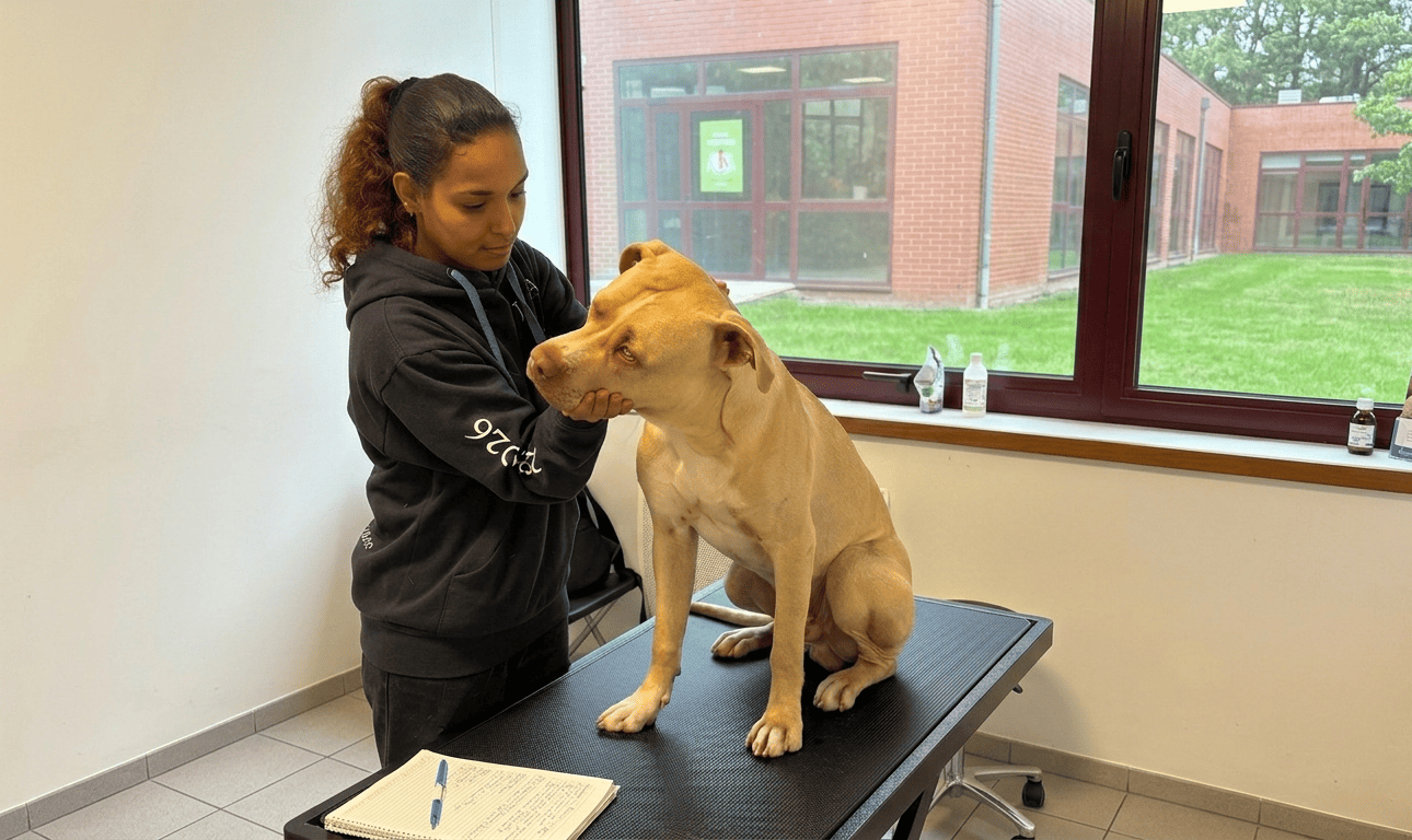 Photo de Jana, ostéopathe animale, en train de pratiquer sur un chien